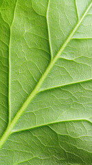 Obraz premium Detailed close-up of a vibrant tomato leaf texture for nature and botanical design