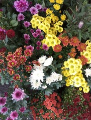 Beautiful Flowers of Natural Color
