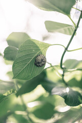 葉にとまるカタツムリ