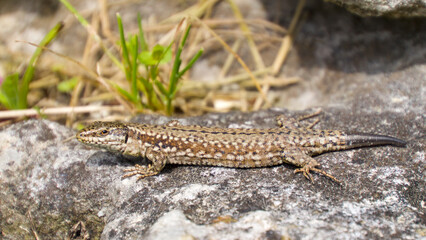 Side view of a Common Wall Lizard (Podarcis muralis) on a stone surface