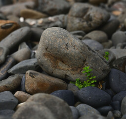 Life always finds a way!