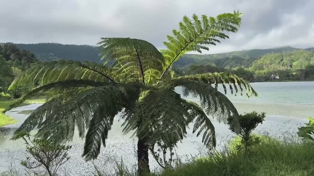 gro&szlig;er Palmfarn biegt sich im Sturm