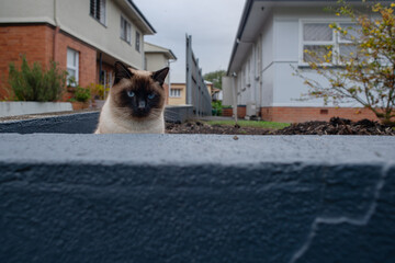 Tonkinese cat with vivid blue eyes, sitting being a blue wall fence, watching people walk by