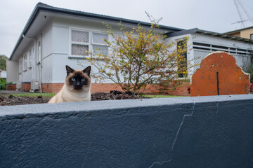 Tonkinese cat with vivid blue eyes, sitting being a blue wall fence, watching people walk by