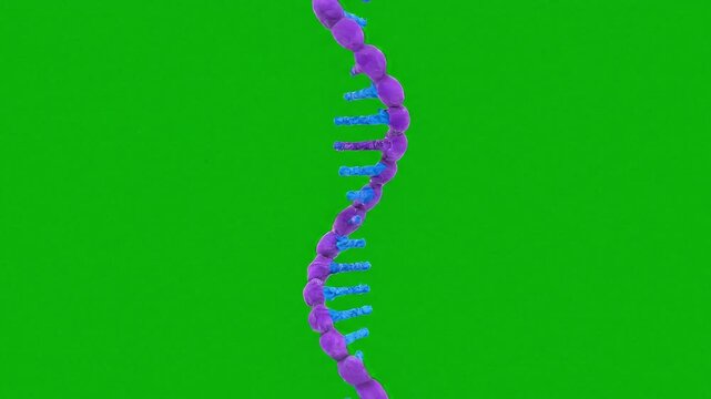 A detailed 3d animation of a single stranded ribonucleic acid molecule showing the helical structure of an rna strand used in genetic transcription and protein synthesis research