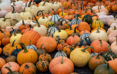pumpkins on a farm