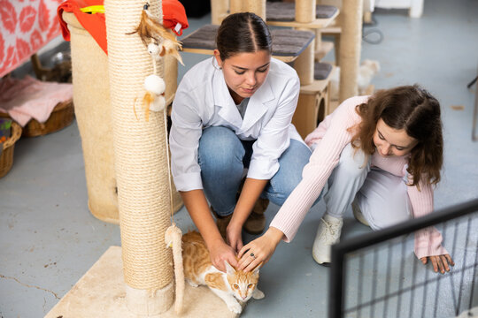 Positive young female owner of shelter for abandoned homeless animals showing timid ginger mottled cat to interested preteen girl choosing pet for adoption