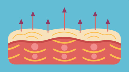 Collagen Fiber Visualization A detailed depiction of collagen fibers within the dermis with arrows pointing towards the fibers to indicate enhancement and strengthening due to