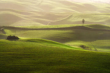 Solitary tree on rolling green hills near Volterra in Tuscany