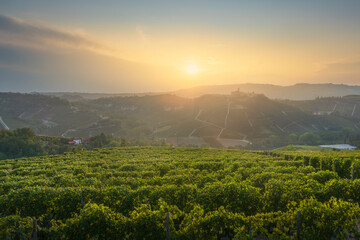 Langhe vineyards at sunset with Castiglione Falletto village backdrop. Piedmont, Italy