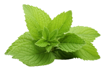 Mint herb herbs plant leaf.