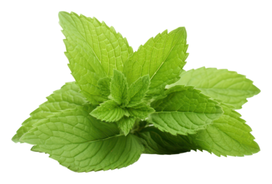 Mint herb herbs plant leaf.