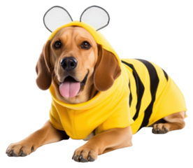 PNG Animal mammal dog pet.