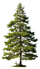 Pine Tree tree pine plant.