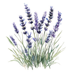 Naklejka premium PNG Small bouquet of lavenders in grass illustration watercolor flowers.