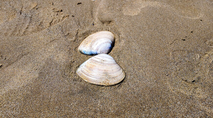 Clam Shells on the Beach