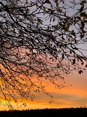 Tree branches with autumn leaves in silhouette against a vibrant sunset sky. Nature background.