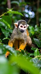 Obraz premium Close-up of a monkey in a jungle setting