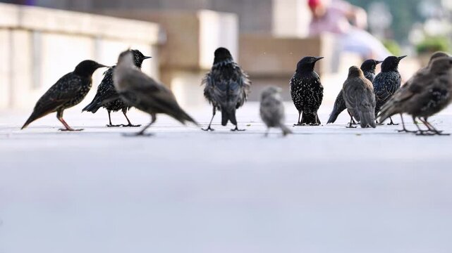 Group of starlings pecking on the ground in Moscow.