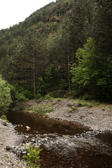 Peaceful view of Kamisna river flowing through a green forest valley in Mokra Gora, Serbia in spring season