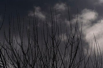 Obraz premium Background Tree with dried branches , at sunset
