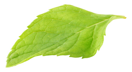 One fresh mint leaf isolated on white © ChaoticDesignStudio