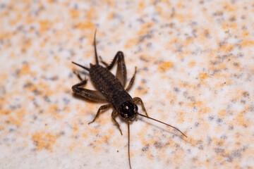 Cricket insect on the ground