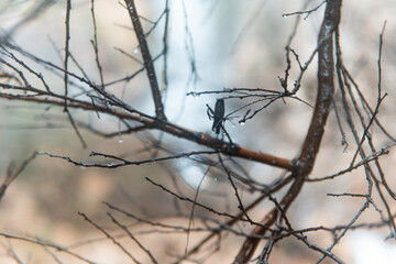 Close-up of a wet tree branch with small insect and water droplets. Artistic natural background symbolizing freshness, detail, biodiversity, and the beauty of nature after rain.
