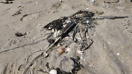 Pismo Beach Looking at the pismos Beach Dunes and the Detris of dead animals left on shore after the tide left