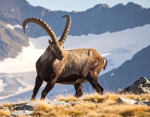 Majestic Alpine Ibex on a Mountain Ridge
