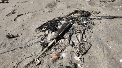 Pismo Beach Looking at the pismos Beach Dunes and the Detris of dead animals left on shore after the tide left