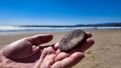 Looking at the Pismo Beach Dunes and a hand holding at Sand Dollar found on the Beach