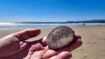 Looking at the Pismo Beach Dunes and a hand holding at Sand Dollar found on the Beach