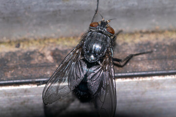 Black fly on a wooden plank