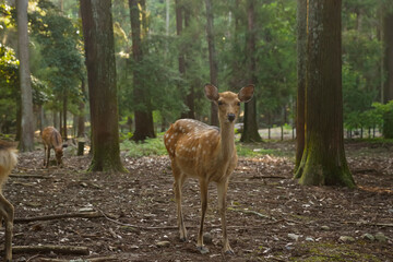 奈良県春日大社 原生林の野生の鹿