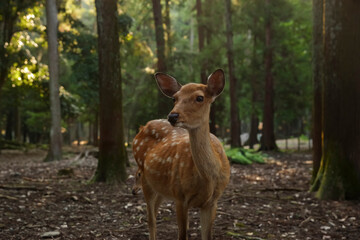 奈良県春日大社 原生林の野生の鹿