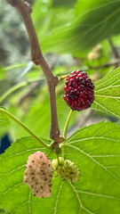 Macro image of mulberries (Morus sp.) on a branch, showing the spectrum of colors and stages of ripening, from immature green to almost dark red. Focus on the fruit.
