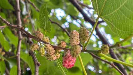 Detail of Mulberry (Morus sp.) branches with mulberries ripening. The softly blurred background, with green tones and light spots (bokeh), highlights the fruit in a natural setting.