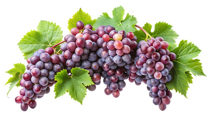 Fototapeta premium Bunches of Red Grapes with Green Leaves on a Transparent Background fruit food Cutout PNG Ai isolated on a transparent background