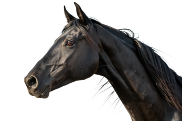Close-up Arabian black horse on AI generated by PNG