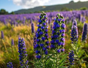 Obraz premium A vibrant field of tall purple wildflowers, bathed in golden sunlight, showcases the beauty of nature's splendor.