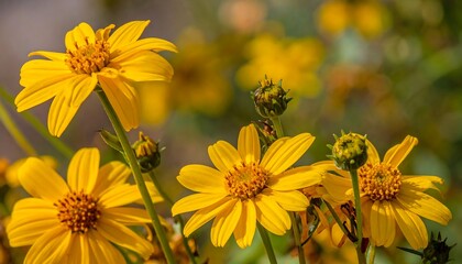 Vibrant yellow wildflowers bloom in a close-up, showcasing detailed petals and centers, with a soft, natural background.