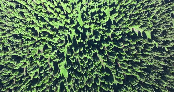 Aerial shot with a top-down view of a vast and dense green coniferous forest on a sunny day. Natural patterns and textures background.