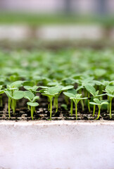Growing plants, flowers and vegetables, gardening. Young shoots of plants in a greenhouse. Seedlings close-up selective focus.