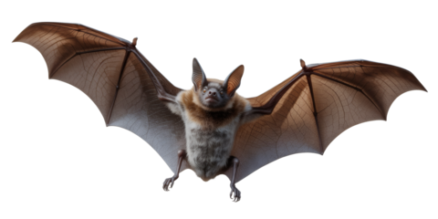 Eerie bat with wings spread wide, ready for Halloween projects or nocturnal wildlife education, detailed wingspan and furry body