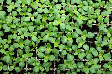 Young plant growth in a greenhouse, top view. Seedling close-up with selective focus. Growing plants, flowers and vegetables, gardening. Young shoots of plants in a greenhouse