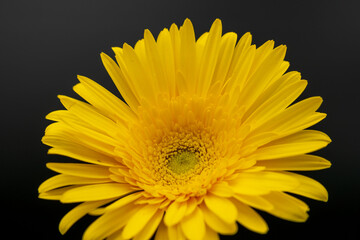 ガーベラの黄色い花を黒背景で撮影07