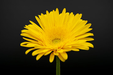 ガーベラの黄色い花を黒背景で撮影03