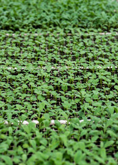Young plant growth in a greenhouse, top view. Seedling close-up with selective focus. Growing plants, flowers and vegetables, gardening. Young shoots of plants in a greenhouse