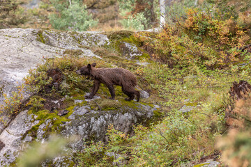 Soggy Bear Cub © George Erwin Turner